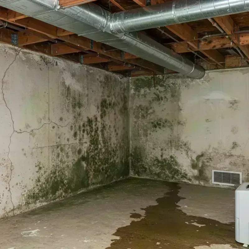 Professional Mold Removal in Marion County, MO